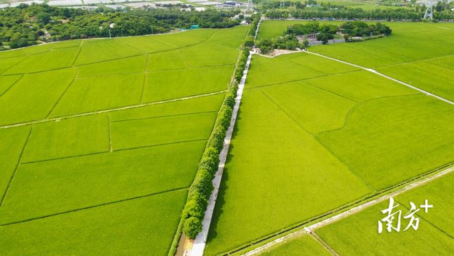 “稻梦空间”里寻美味！国庆来南朗打卡“吃货线路”必威 必威betway(图3)
