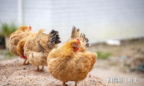 必威 必威betway火遍广东的白切鸡为何在北方火不起来？网友：实在吃不下(图3)