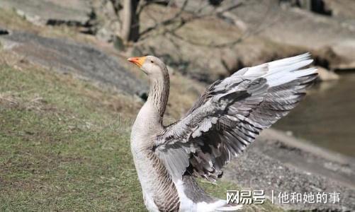 全国哪的鹅最好吃？认准这“六大名鹅”有你的家必威 betway必威乡吗？(图1)