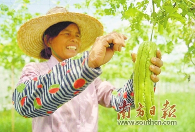 必威 必威betway粤菜师傅“烹”好致富菜(图1)