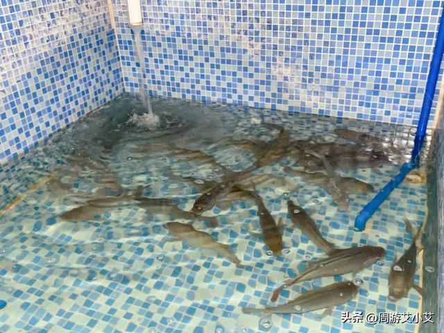 藏在黄埔的老牌粤菜招牌葱油鸡和必威 必威betway鱼味道绝了关键不贵4人才138(图6)