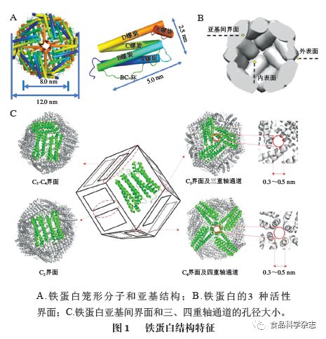 必威 必威betway《食品科学》：中国农业大学张拓副教授等：铁蛋白纳米载体在营养与健康领域的应用研究进展(图2)