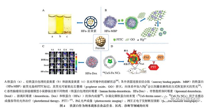 必威 必威betway《食品科学》：中国农业大学张拓副教授等：铁蛋白纳米载体在营养与健康领域的应用研究进展(图4)