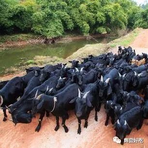 必威 betway必威【粤菜新味·林卫辉】霜降吃羊肉(图3)