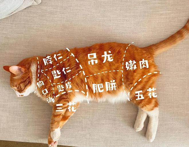 必威 betway必威古人为什么都不吃猫肉？李时珍早已在《本草纲目》中给出答案(图1)