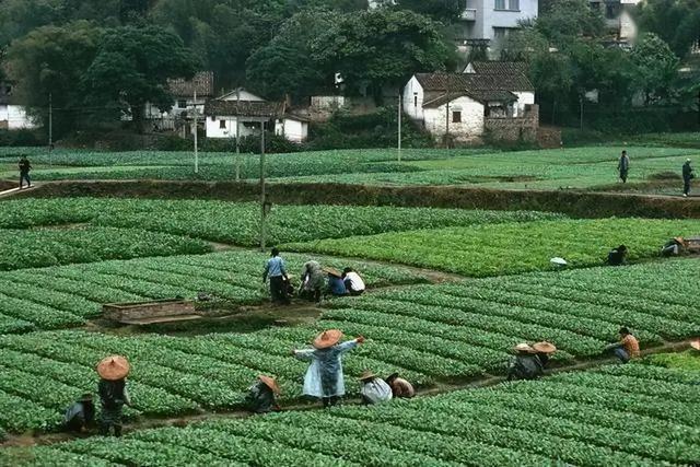 《大粤菜》连载第十二期：广府菜——粤宴之美（必威 betway必威蔬菜）(图1)