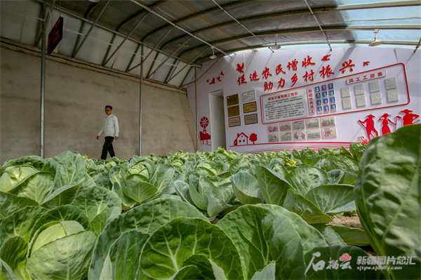 “粵菜疆種”必威 必威betway助力鄉村振興(图1)