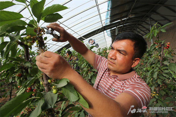 “粵菜疆種”必威 必威betway助力鄉村振興(图2)