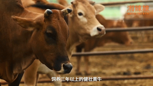 新徽菜「小菜园」获巨必威 betway必威额融资中餐圈谁在闷声发大财？(图14)