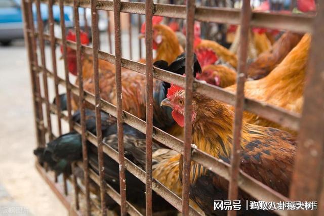 必威 betway必威全是冻品和预制菜？广州餐厅正在被半成品改变？粤菜还能吃吗？(图8)
