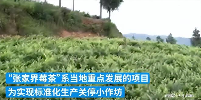 央媒发必威 必威betway声！禁止私自炒莓茶后续：内情曝光官方介入评论区沦陷(图9)