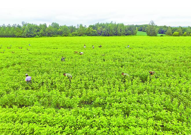 紫苏必威 betway必威油、椴树蜜、大叶芹……这些森林食品你品尝过吗？(图2)