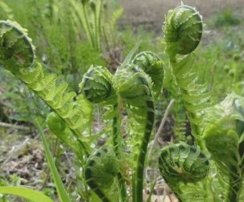 北方山里才有的植物但是称为“广东菜”营养价必威 betway必威值高味道好(图1)