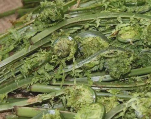 北方山里才有的植物但是称为“广东菜”营养价必威 betway必威值高味道好(图2)